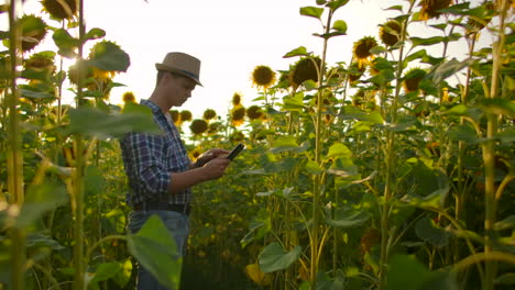 Moderner-Landwirt-Mit-Einem-Tablet-Computer-Studiert-Sonnenblumen.-–-Führen-Sie-Aufzeichnungen-über-Den-Betrieb.-Internettechnologien-Und-Anwendungen-Der-Bewässerungssteuerung-Und-Pflanzenkontrolle.-PH-Staaten.